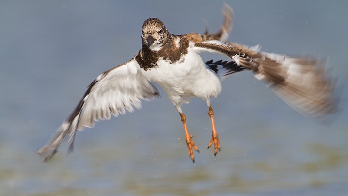 Steinwlzer Arenaria interpres Ruddy Turnstone